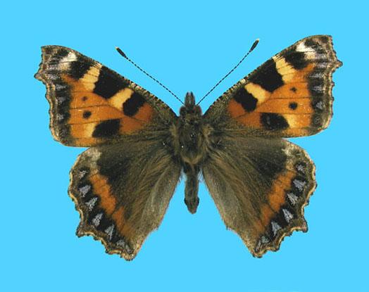 Aglias urticae ab. cuneatiguttata 9-1-1942 Coulsdon, UK (Internet Image property of respective owner, non-commercial use only)